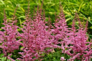 Astilbe arendsii Cattleya 3
